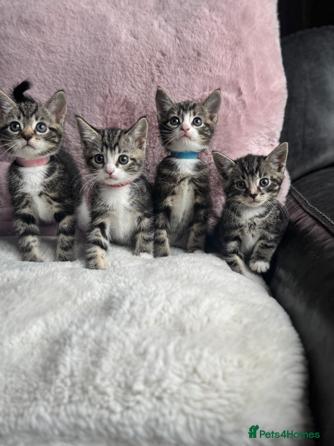Mixed Breed cats for sale: Kittens  - Image 1