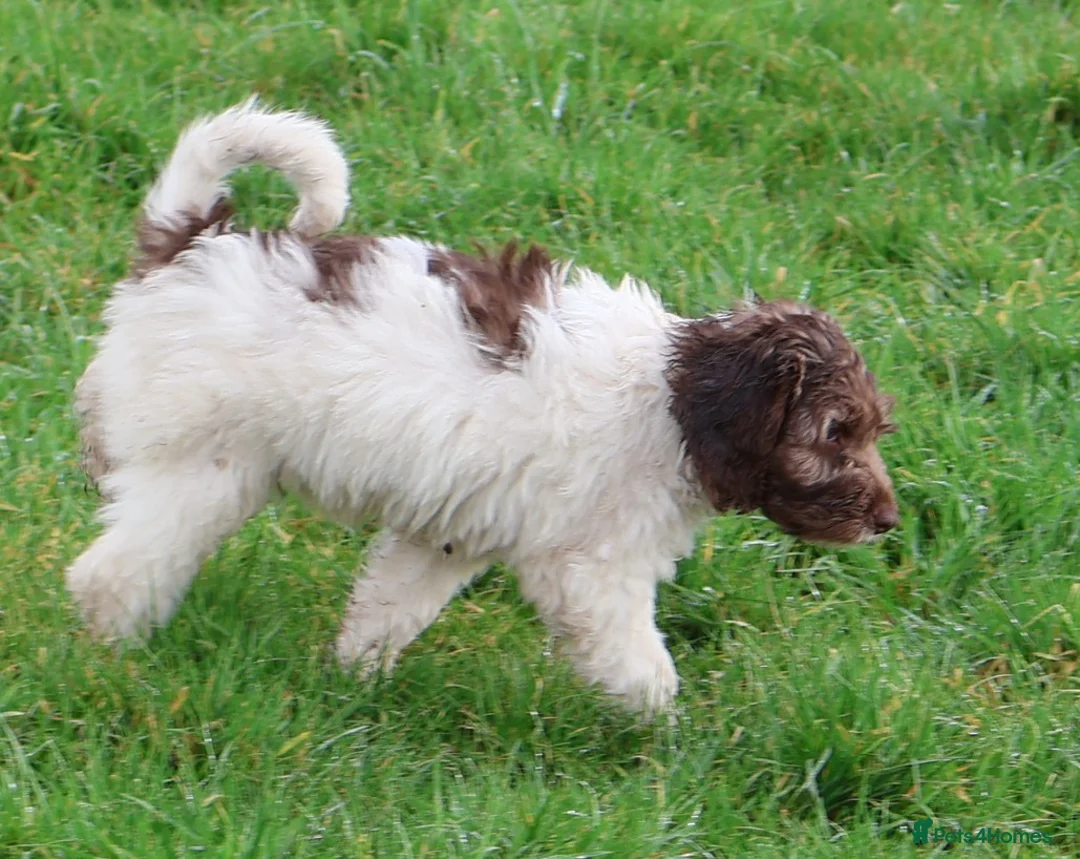 Labradoodle dogs for sale: 🐾🌈 Bred for Potential, Raised for Resilience🐾🌈 - Advert 30