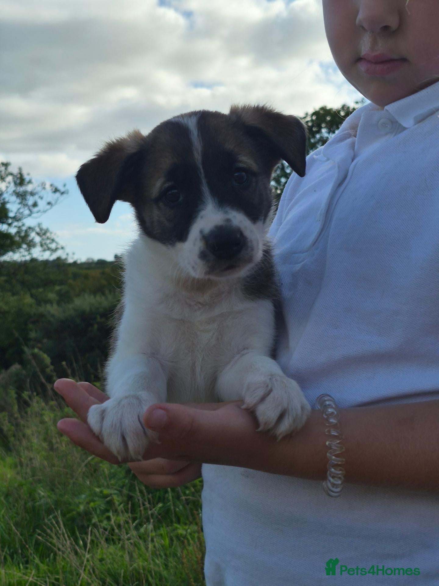 Border Collie dogs Border Collie puppies for sale - Advert 6