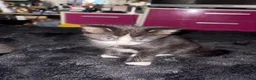 Mixed Breed cats for sale: Mixed breed kittens  - Advert 15