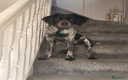 Brittany Spaniel dogs for sale: Brittany Spaniel 8 months old - Advert 5