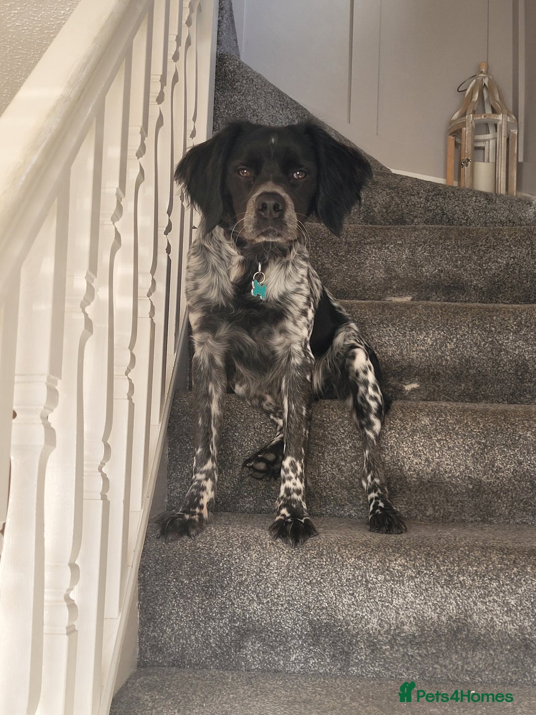 Brittany Spaniel dogs for sale: Brittany Spaniel 8 months old - Advert 5