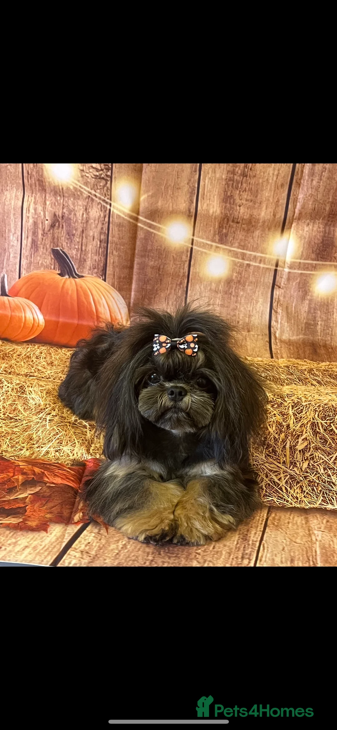 Shih Tzu dogs for stud: Stunning Black and Tan Philippines stud in Doncaster - Advert 4