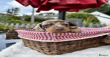 Miniature Dachshund dogs - Advert 9