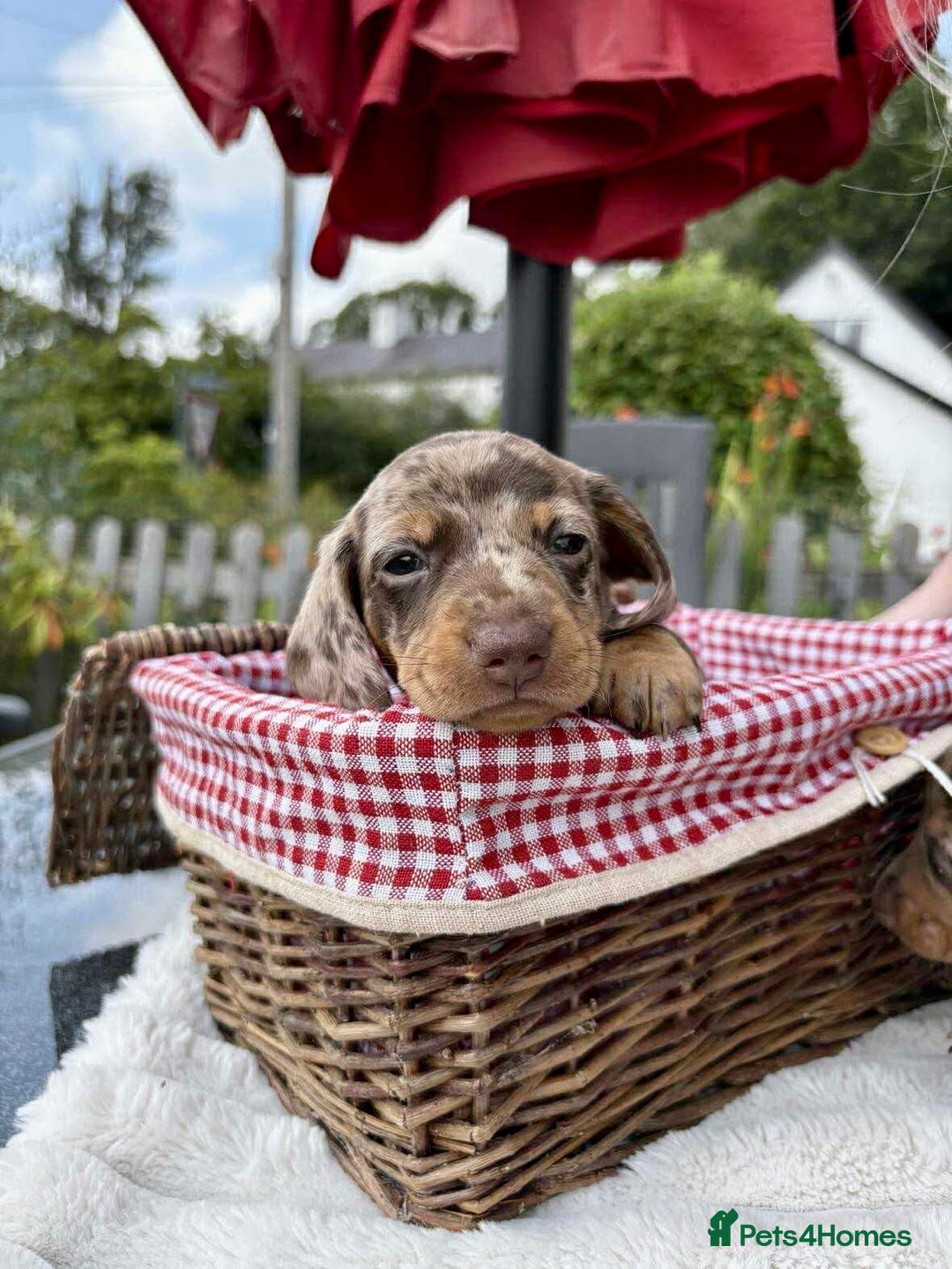 Miniature Dachshund dogs for sale: *READY NOW! 2 STUNNING KC REG MINI DACHSHUND BOYS* - Image 2