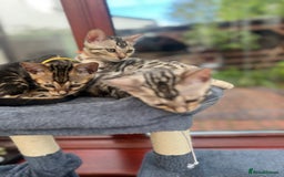 Bengal cats for sale: 🐾 TICA Registered Bengal Kittens-Ready Now  🐆🥰 - Image 28