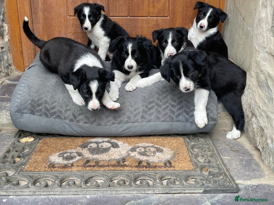 Border Collie dogs for sale: Working Border Collie Puppies - Image 5
