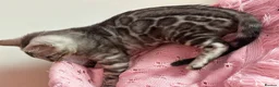 Bengal cats for sale: Silver Grey Male TICA Kitten - Advert 10