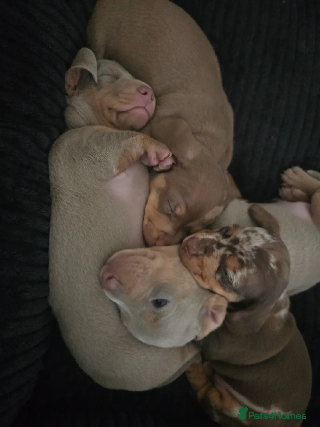 Miniature Dachshund dogs for sale: Exceptional Miniature lilac/dapple Dacshund boys in Swindon - Advert 20