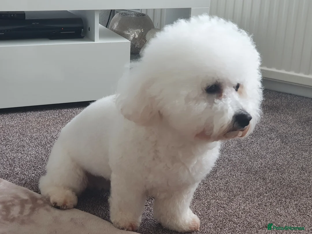 Mixed Breed dogs for sale: Beautiful little of cavapoochon puppies - Advert 6