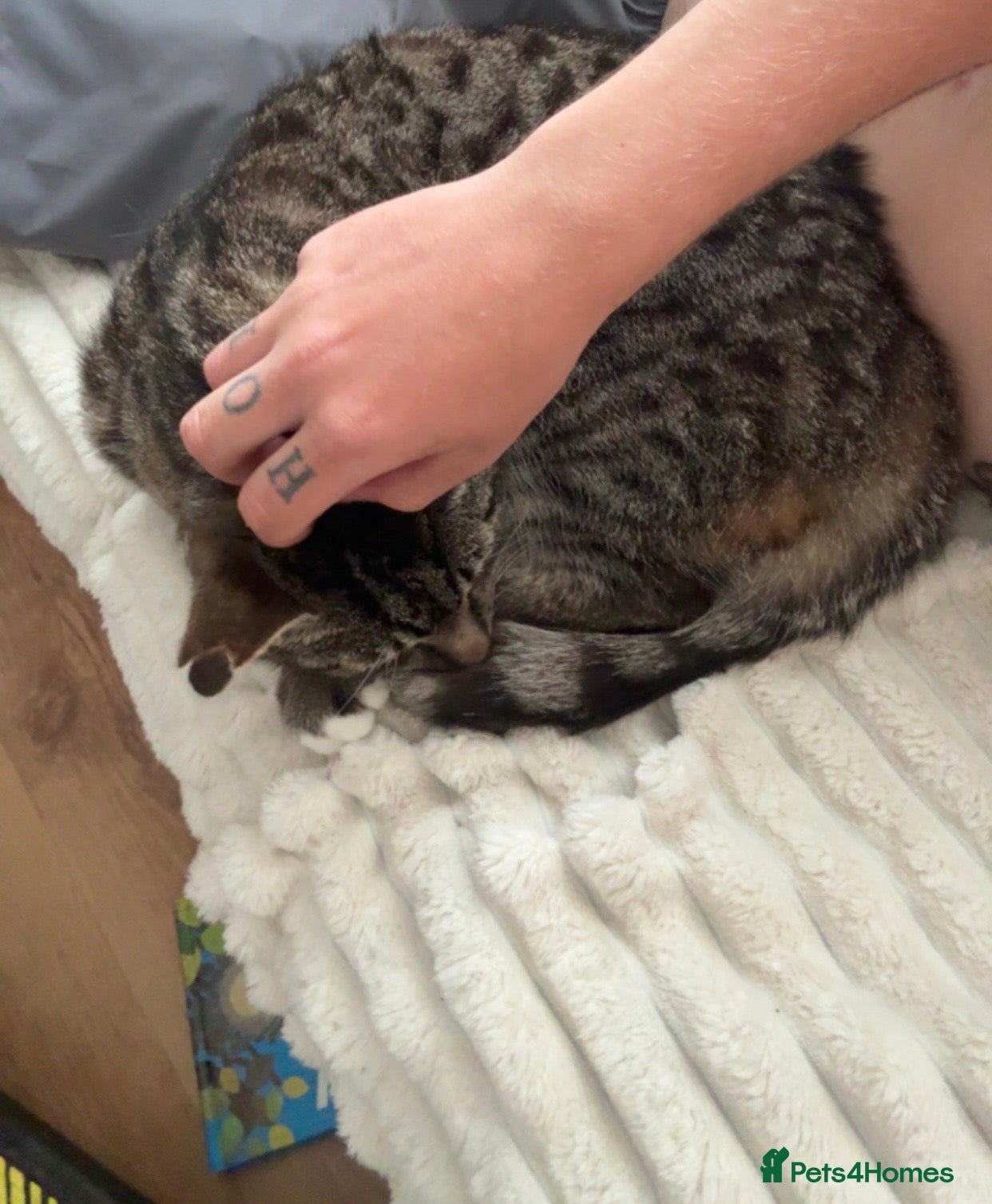 Mixed Breed cats Tabby cat - Advert 1