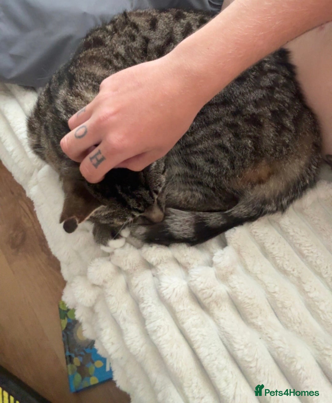 Mixed Breed cats for sale: Tabby cat - Advert 1