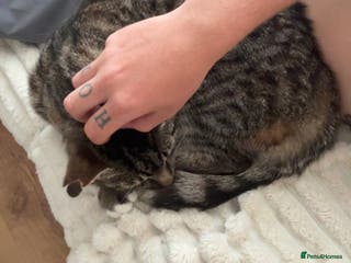 Mixed Breed cats Tabby cat - Advert 9