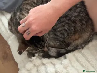 Mixed Breed cats Tabby cat - Advert 16