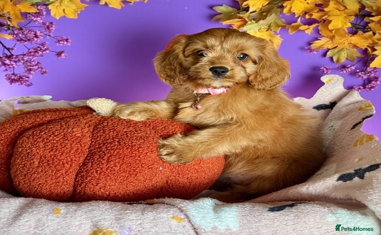 Cavapoo dogs - Advert 7