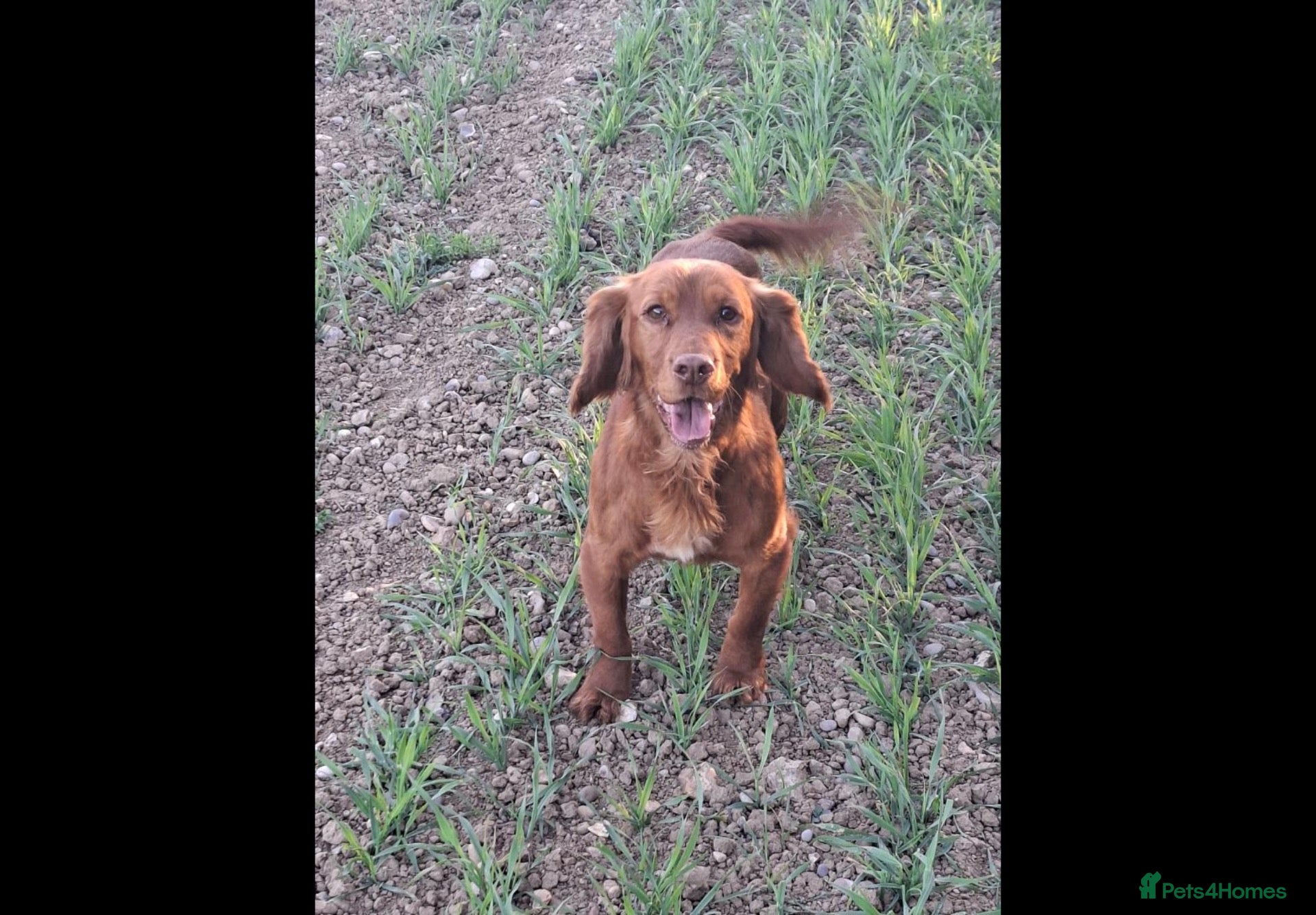 Cocker Spaniel dogs Hereditary clear working cocker spaniels - Advert 2