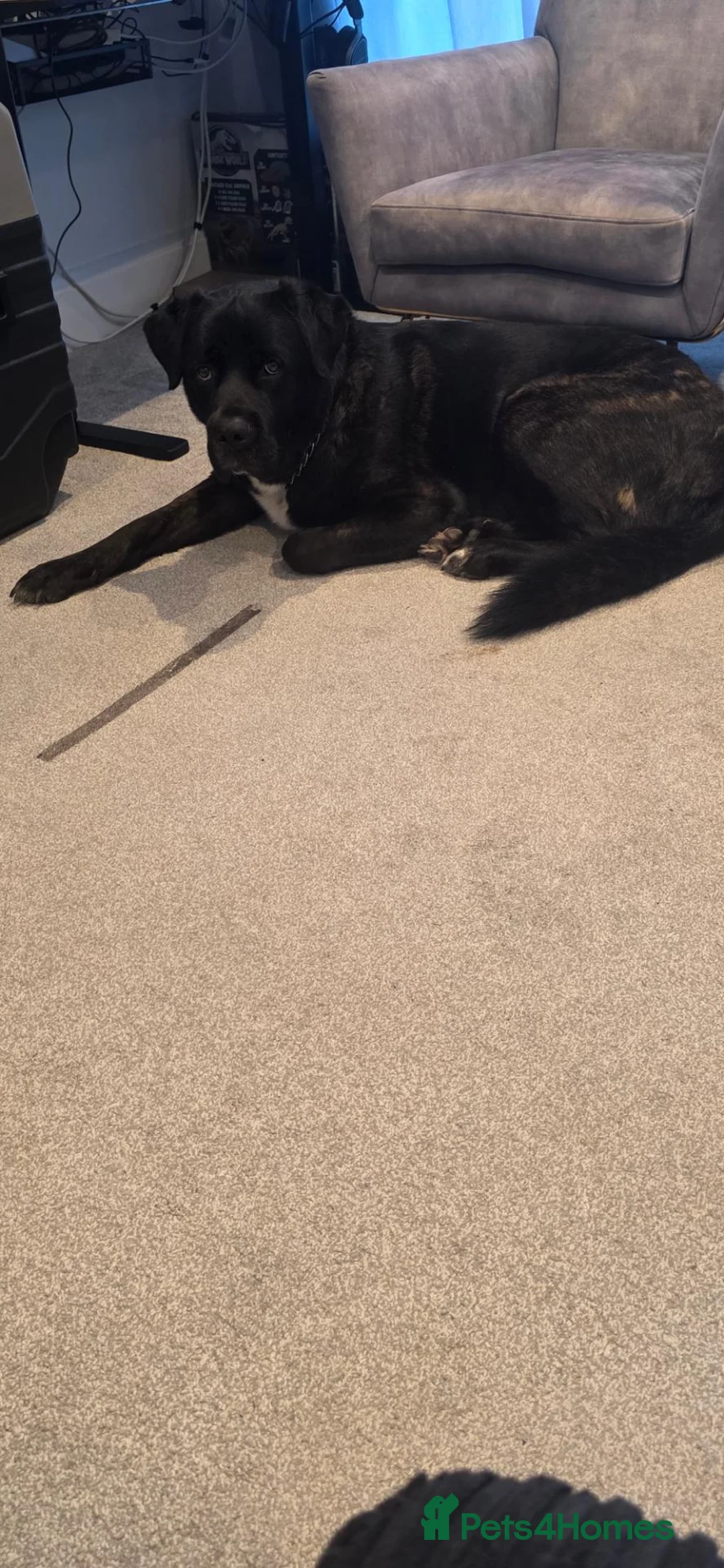 Mixed Breed dogs for sale: Male cane corso x American akita  - Advert 2