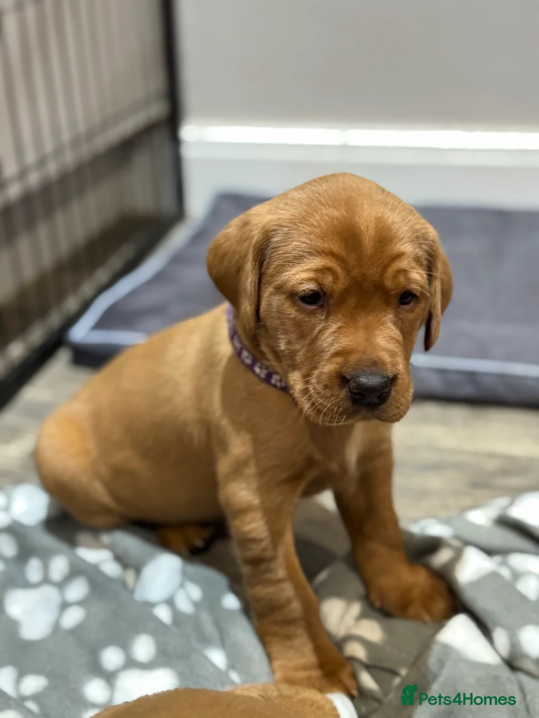 Labrador Retriever dogs for sale: KC, Fully Health Tested, Fox Red Labradors  - Advert 14