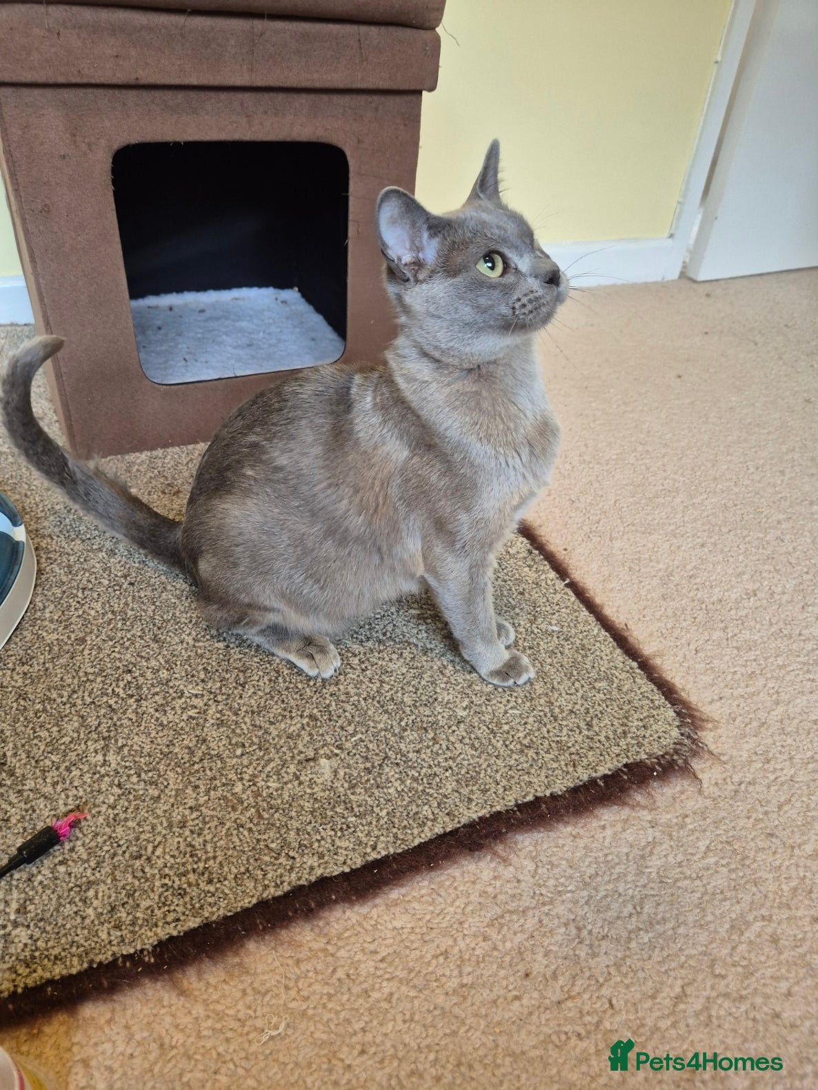 Burmese cats for sale: Pedigree Burmese Kittens Available - Advert 24