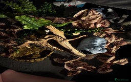 Corn Snake reptiles for sale: Full Viv 3ft everything included but no pet  - Image 2