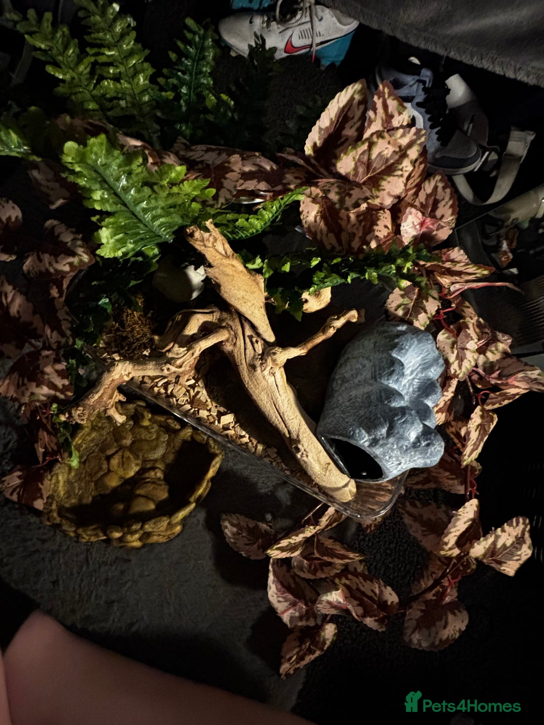 Corn Snake reptiles for sale: Full Viv 3ft everything included but no pet  - Image 2