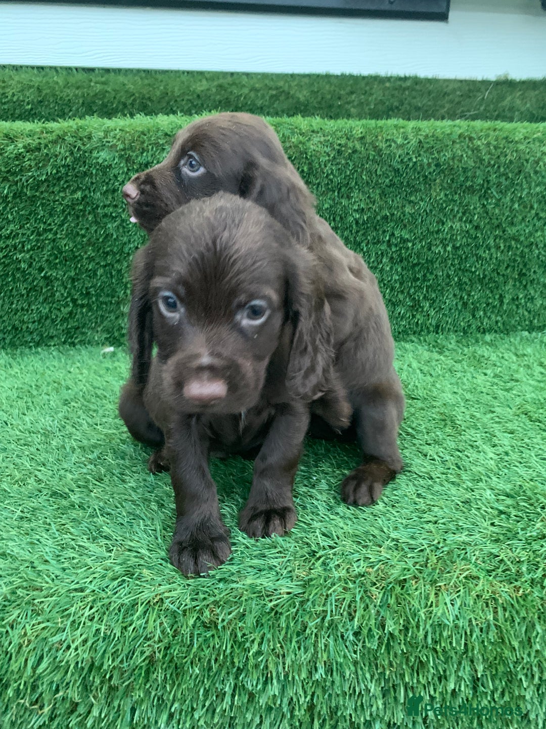 Cocker Spaniel dogs for sale: Kc cocker spaniel puppies  - Image 7
