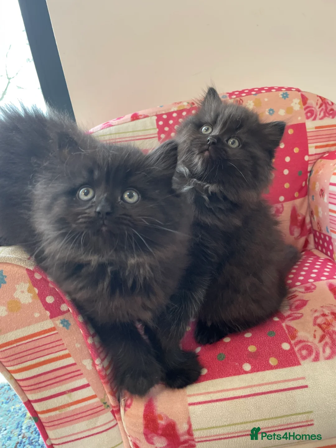 British Longhair cats for sale: Stunning litter of British long hair - Advert 4