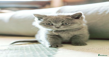 British Shorthair cats - Advert 9