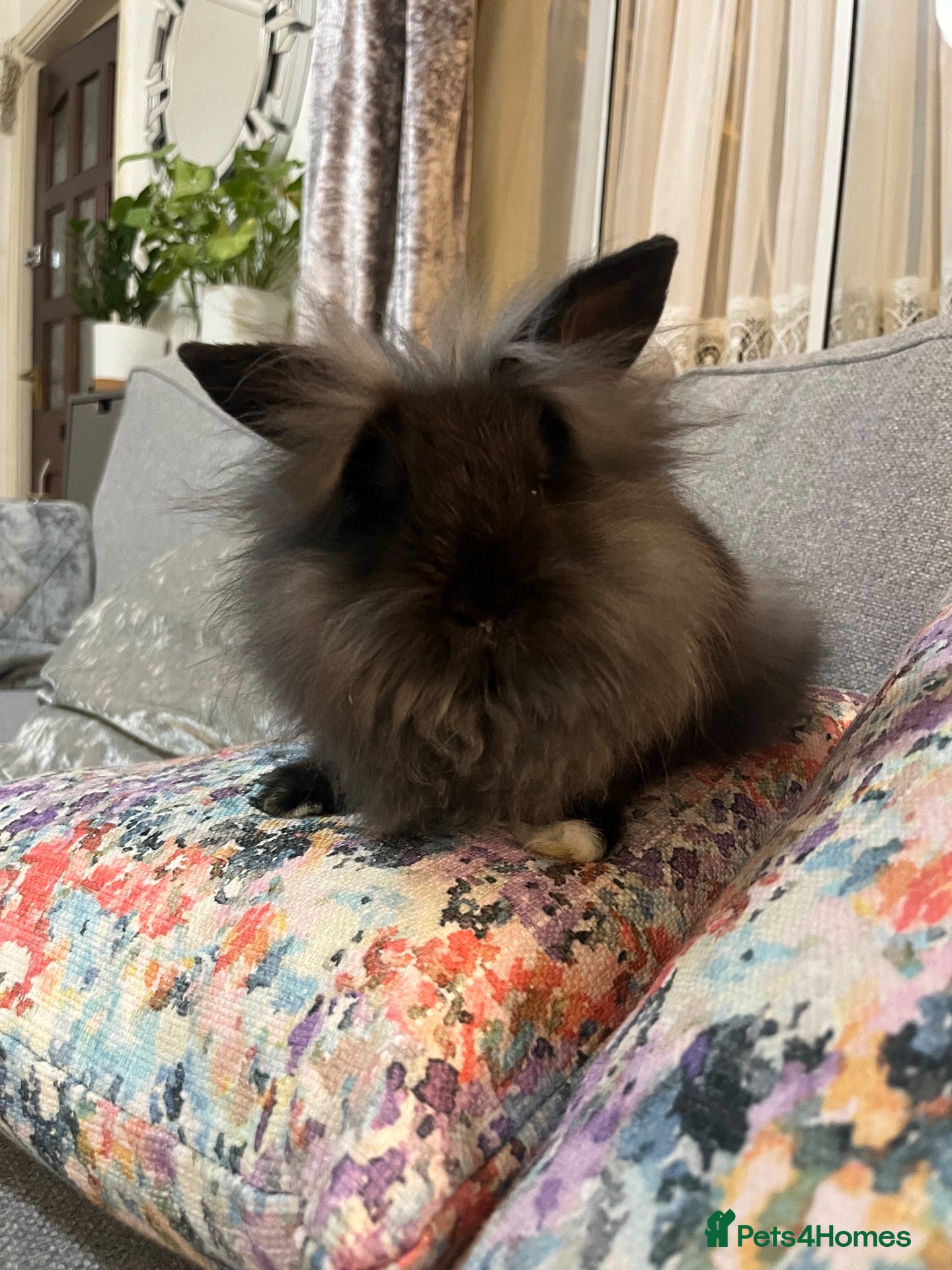 Mini Lion Lop rabbits  Beautiful Mini Lion Lop Bunnies  - Advert 9