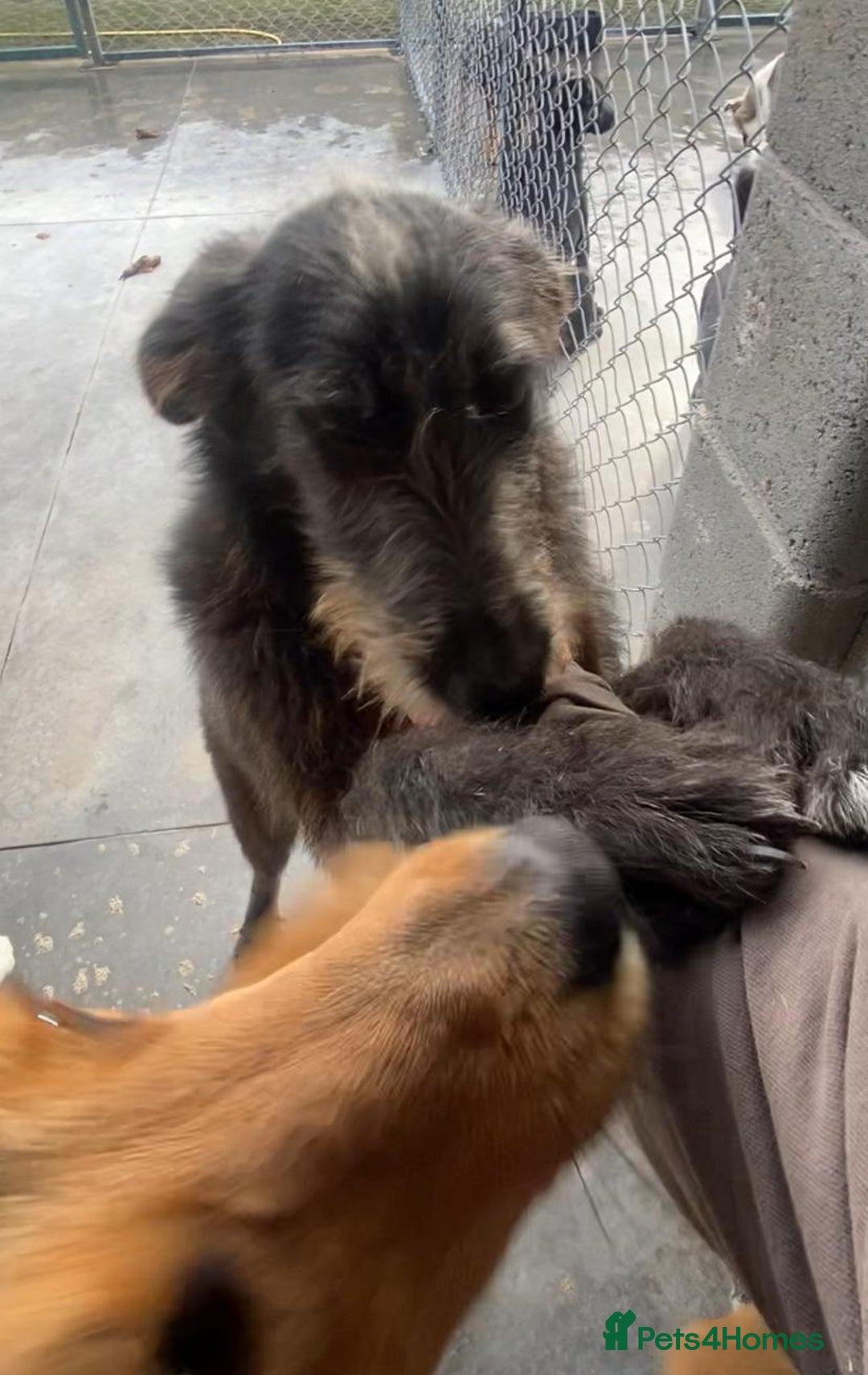 Mixed Breed dogs for adoption: Morag, 8 -9 months. Available for adoption. - Advert 6