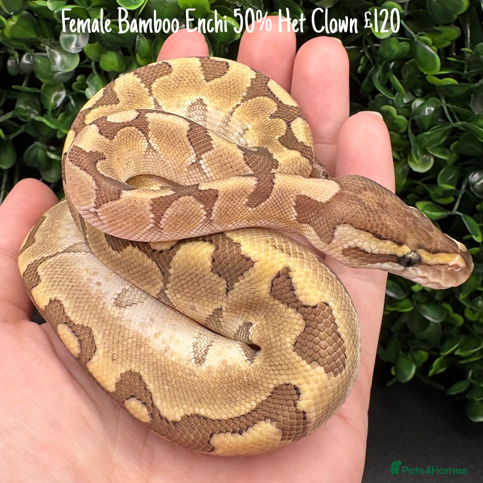 Python Snake reptiles for sale: Juvenile Ball Pythons - Advert 1
