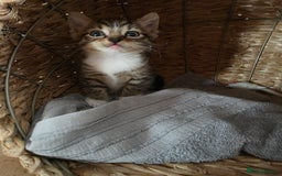 Mixed Breed cats for sale: Tabby male kitten for sale - Image 4