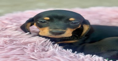 Miniature Dachshund dogs - Advert 14