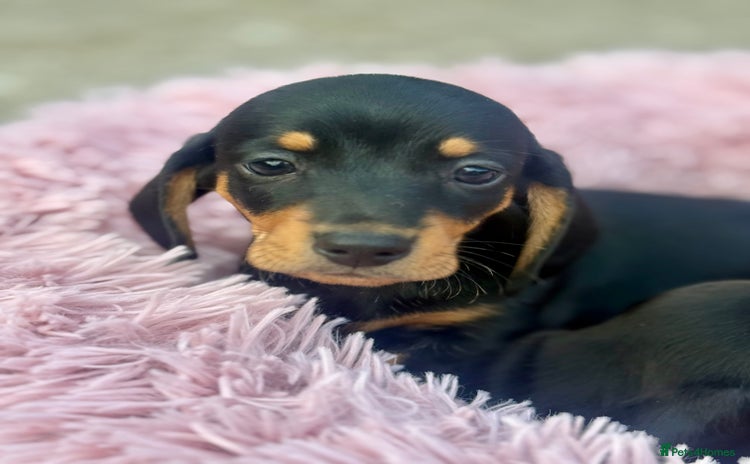 Miniature Dachshund dogs - Advert 3