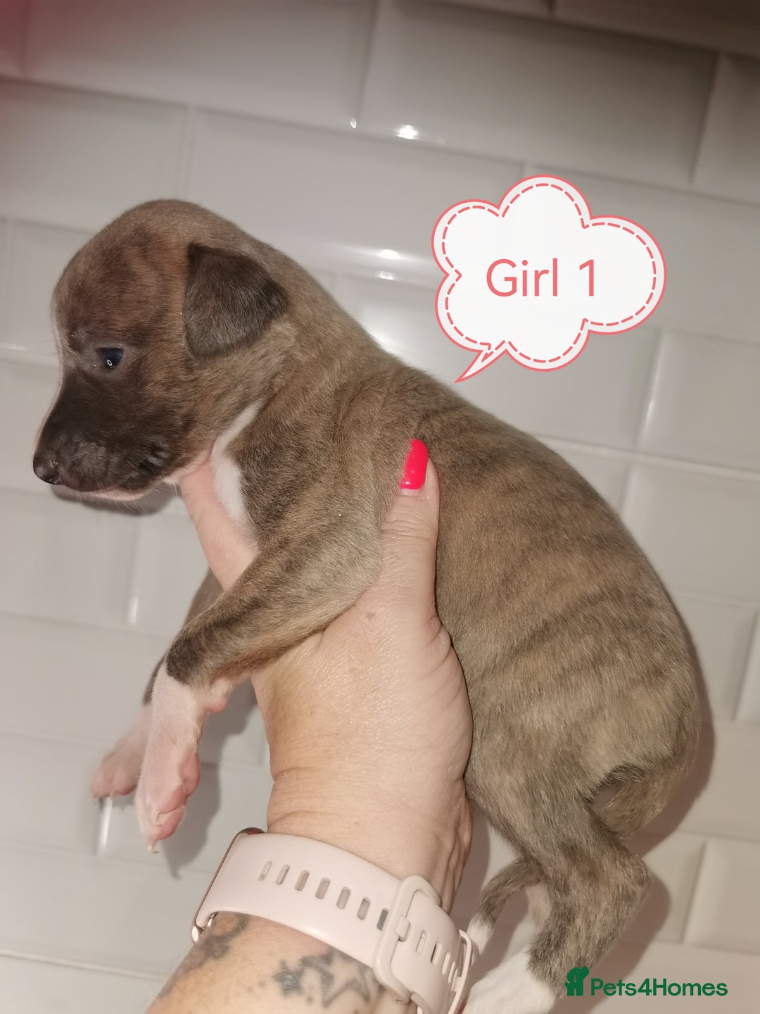 Whippet dogs for sale: Lovely petite whippets for sale  - Image 19