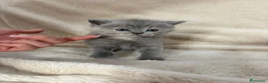 British Shorthair 4