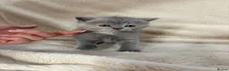 British Shorthair cats for sale: Beautiful British Shorthair Kittens Available  - Advert 5