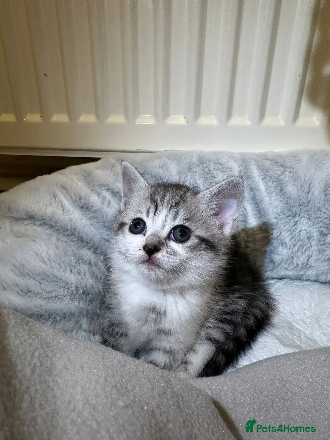 British Longhair cats for sale:  4 kitten Bsh & blh - Advert 11