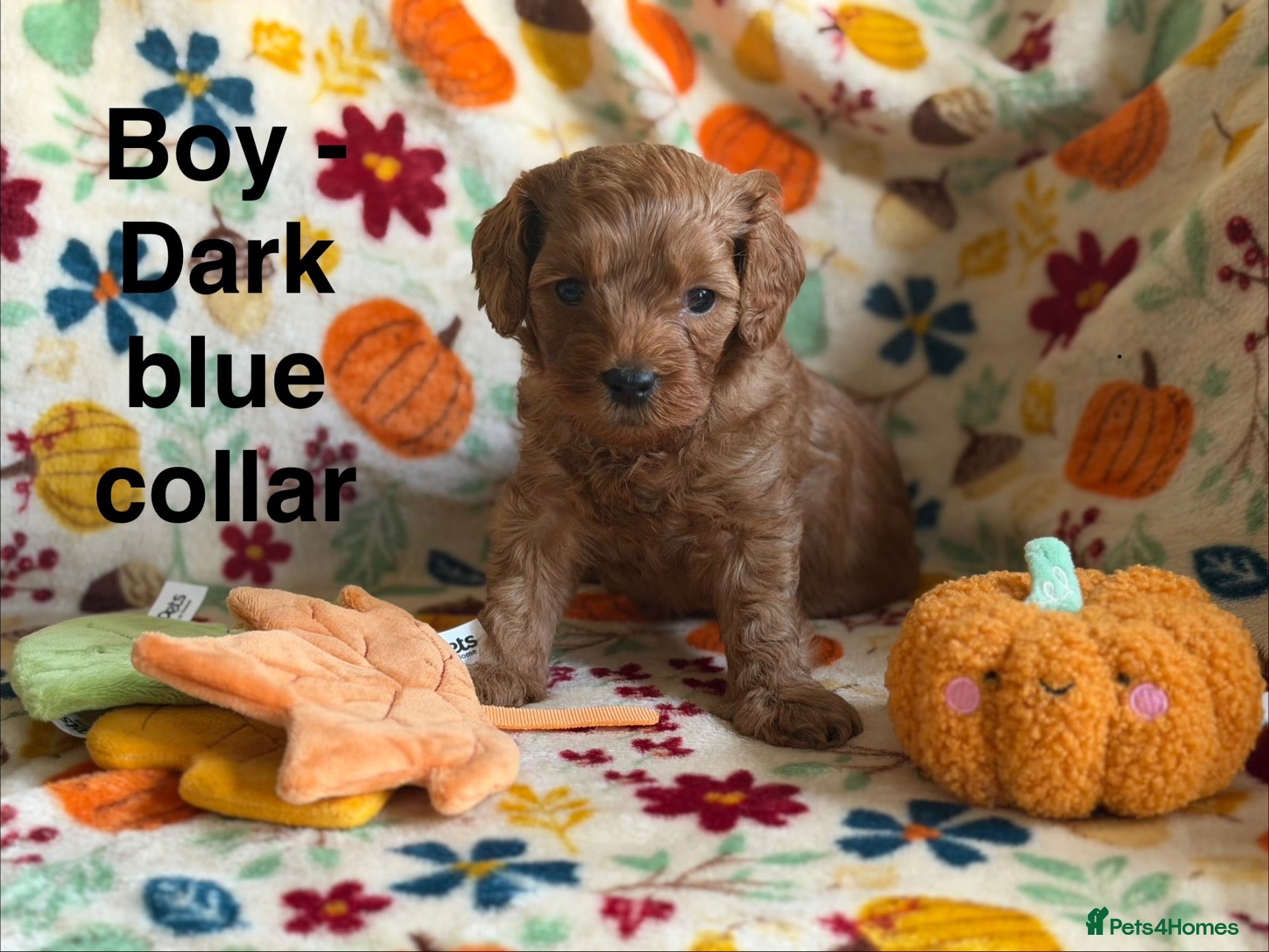 Cavapoo dogs F2B Home reared Cavapoo Puppies - Advert 2