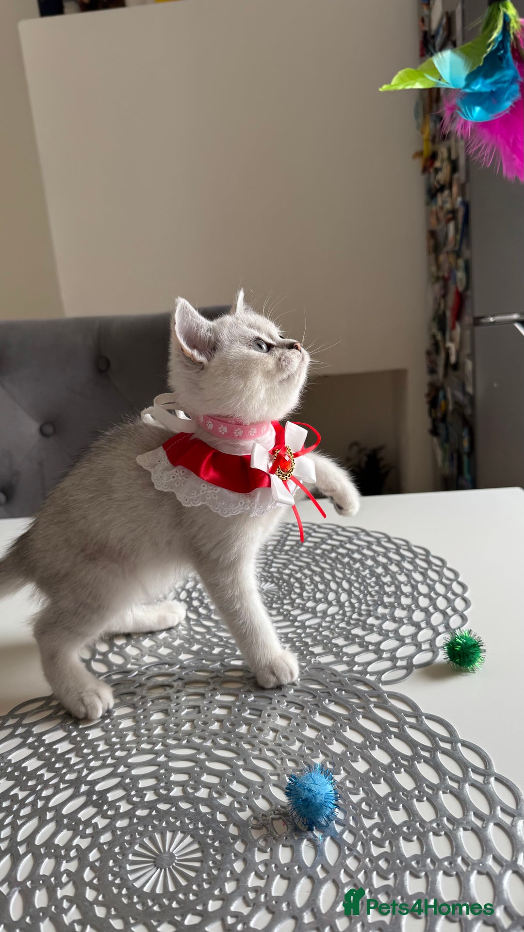 Scottish Fold cats for sale: Scottish Straight Girl  - Image 4