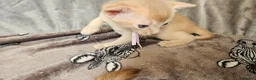 Abyssinian cats for sale: Abyssinian kittens for sale - Advert 15