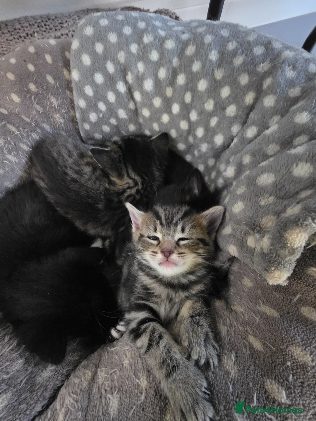 Mixed Breed cats for sale: Beautiful Kittens  in Lichfield - Advert 8