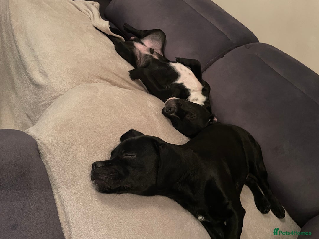 Mixed Breed dogs for sale: Ronnie and Reggie  - Advert 12