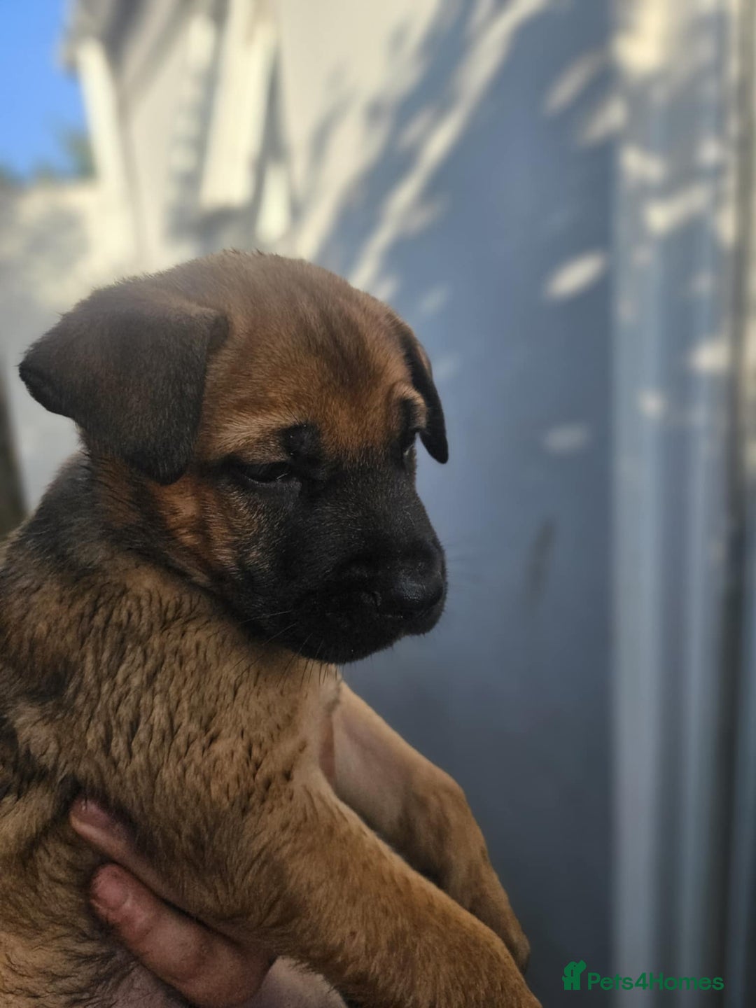 Mixed Breed dogs for sale: Light Green - Puppies for sale  - Image 7
