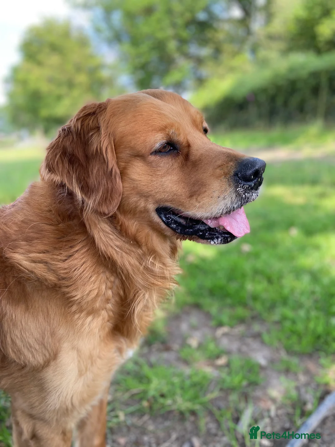 Golden Retriever dogs for stud: Rufus Golden Retriever Stud in Church Stretton - Advert 1