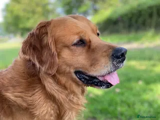 Golden Retriever dogs Rufus Golden Retriever Stud in Church Stretton - Advert 20