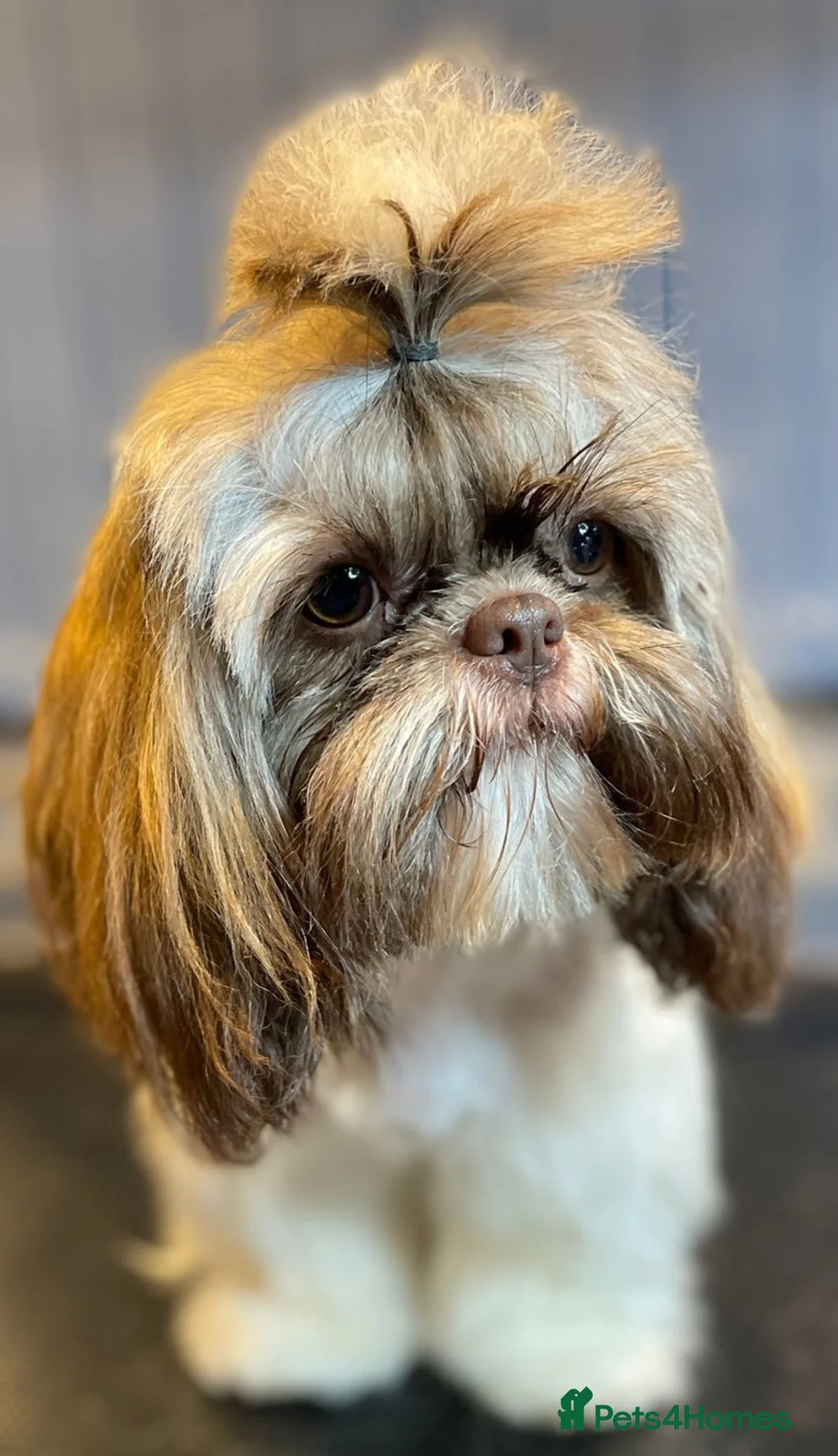 Shih Tzu dogs for sale: Imperial Shih Tzu female, 22 months KC registered. - Advert 13