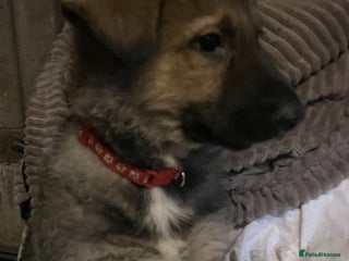 German Shepherd dogs German Shepherd puppies - Advert 15