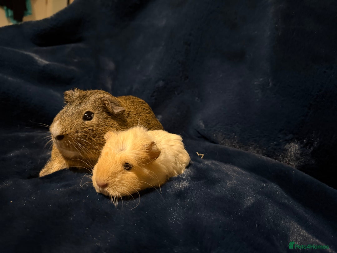 Guinea Pig rodents for sale: Baby male Guinea pigs  - Image 6