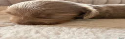 Miniature Dachshund dogs for sale: Adorable long haired miniature dachshund  in Bristol - Advert 9
